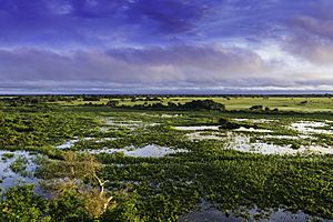Archivo:Pantanal, Mato Grosso, Brasil