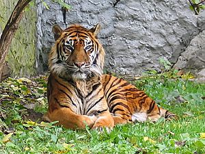 Archivo:Panthera tigris sumatran subspecies