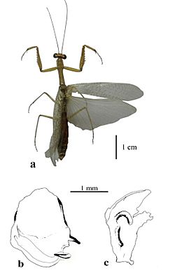 Paraphotina reticulata TaxonomicdescriptionsofmantisfromAtlnticoColombia-2 (page 17 crop).jpg