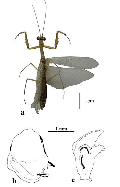 Paraphotina reticulata TaxonomicdescriptionsofmantisfromAtlnticoColombia-2 (page 17 crop)