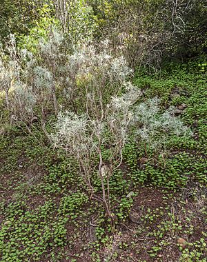 Archivo:Parolinia platypetala - Jardín Botánico Canario Viera y Clavijo - Gran Canaria