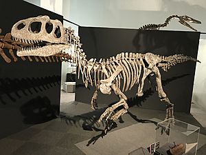 Archivo:Piatnitzkysaurus mount japan