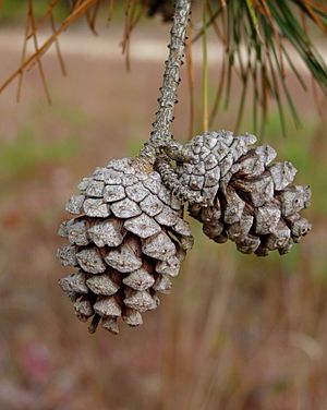 Archivo:Pinus echinata old cones