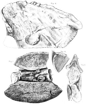 Archivo:Polacanthus fossils