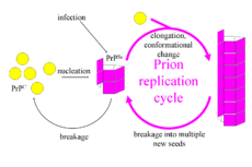 Archivo:Prion Replication