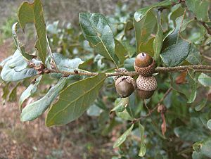 Archivo:Quercus chapmanii acorn (homeredwardprice) 001