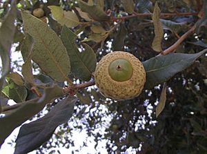 Archivo:Quercus tomentella acorn