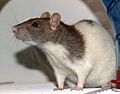 Ratte-Vache