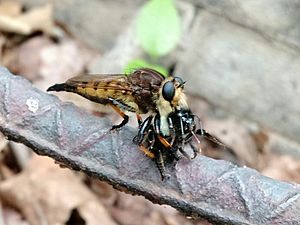 Archivo:Robber Fly with Bee