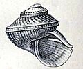 Scissurella mantelli 001