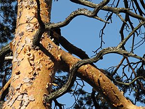 Archivo:Skógarfura (Pinus sylvestris) - Trjábörkur - Wachthüttelkamm (Rax)
