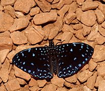 Starry Night (Hamadryas laodamia) butterfly