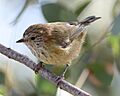 Striated thornbill