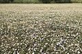 Symphyotrichum divaricatum 162729376 (landscape)
