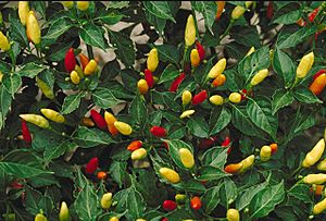 Archivo:Tabasco peppers