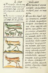 The Florentine Codex- Locusts