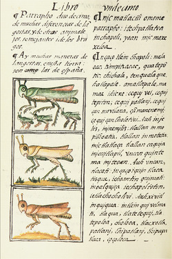 Archivo:The Florentine Codex- Locusts