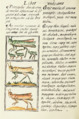 The Florentine Codex- Locusts