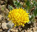 Trichoptilium incisum flower