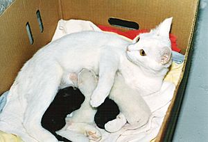 Archivo:White Cat Nursing Four Kittens HQ