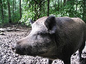 Archivo:Zwijntje