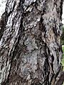 黑松 Pinus thunbergii 20211007185113 05