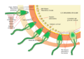 Acrosome reaction diagram es