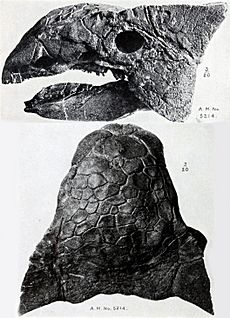 Archivo:Ankylosaurus skull AMNH