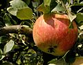 Apfel James Grieve