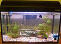 Aquarium-Tank