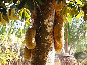 Archivo:Artocarpus integer Fruit and Tree