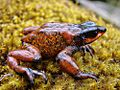 Atelopus carrikeri01