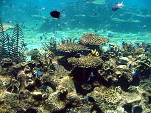 Archivo:Australian coral sealife