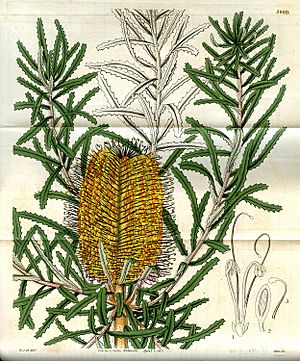 Archivo:Banksia littoralis