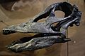 Barosaurus lentus skull salt lake city