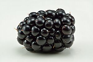 Archivo:Blackberry (Rubus fruticosus)