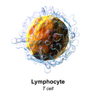 Blausen 0625 Lymphocyte T cell.png