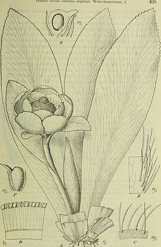 Botanische Jahrbücher für Systematik, Pflanzengeschichte und Pflanzengeographie (1905) (20215895879).jpg