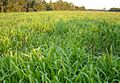 Brachiaria