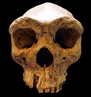 Archivo:Broken Hill Skull (Replica01)