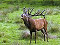 Brunft Naturerlebnisraum Wildpark Eekholt SH