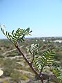 Bursera-microphylla-20080322