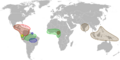Cacao species - World distribution map -blank
