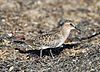 Calidris bairdii, Pillar Point Harbor, California 1.jpg