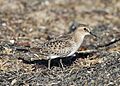 Calidris bairdii, Pillar Point Harbor, California 1