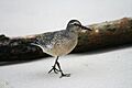 Calidris canutus