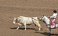 California rodeo Salinas lasso bull p1050544