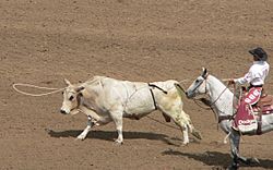 Archivo:California rodeo Salinas lasso bull p1050544