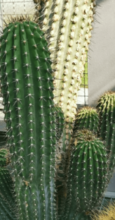 Archivo:Cephalocereus scoparius2