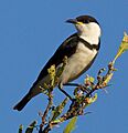 Certhionyx pectoralis - Banded Honeyeater (cropped)